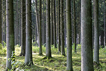 Pavilnio miškas