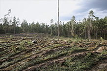 Dzūkijos Nacionalinio parko miškų parceliavimas I